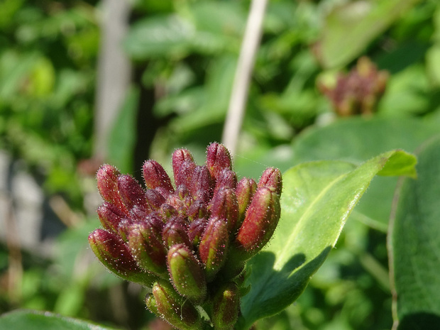 Жимолость вьющаяся - Lonicera periclymenum