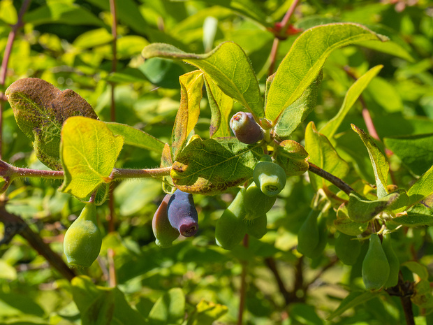 Жимолость голубая разн. съедобная - Lonicera caerulea var. edulis