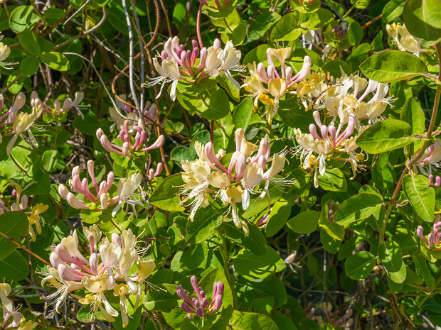 Жимолость козья 'Инга' - Lonicera caprifolium 'Inga'