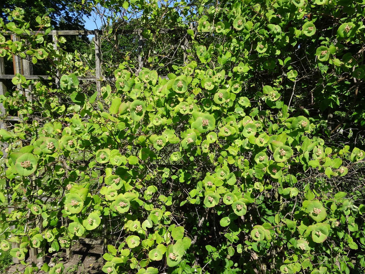 DSC04485