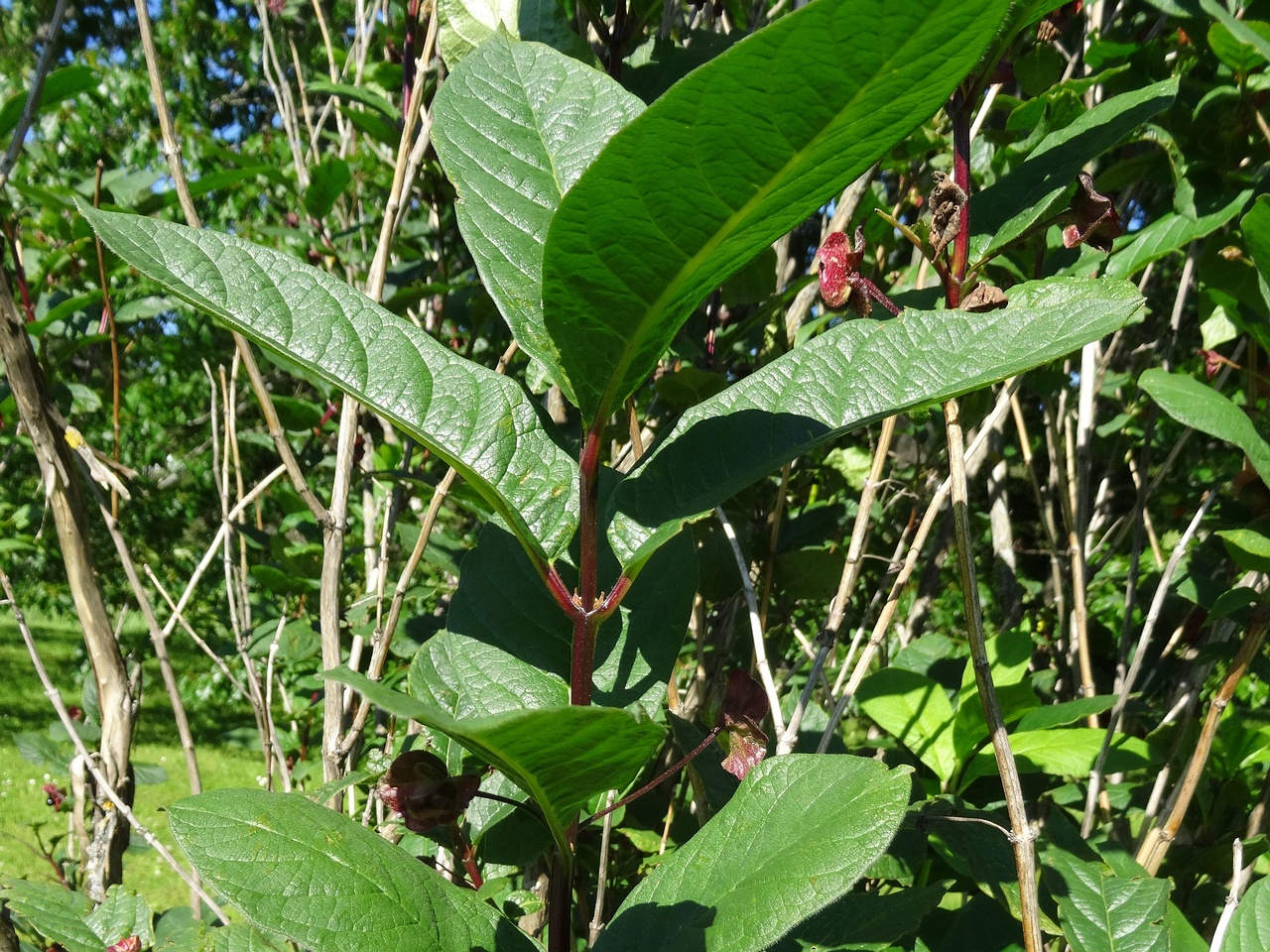 DSC04531