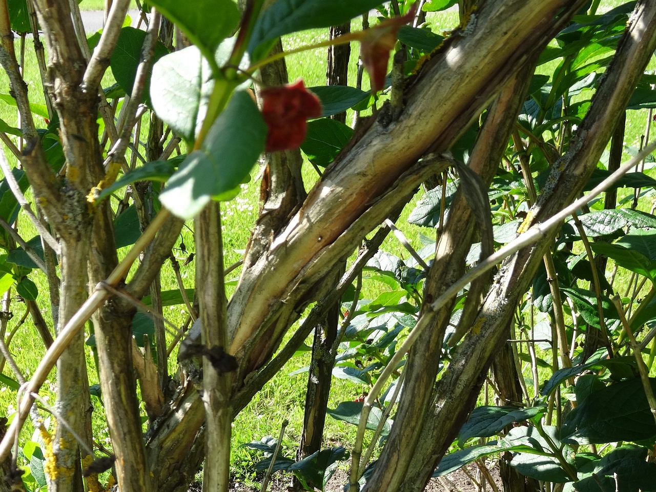 DSC04535
