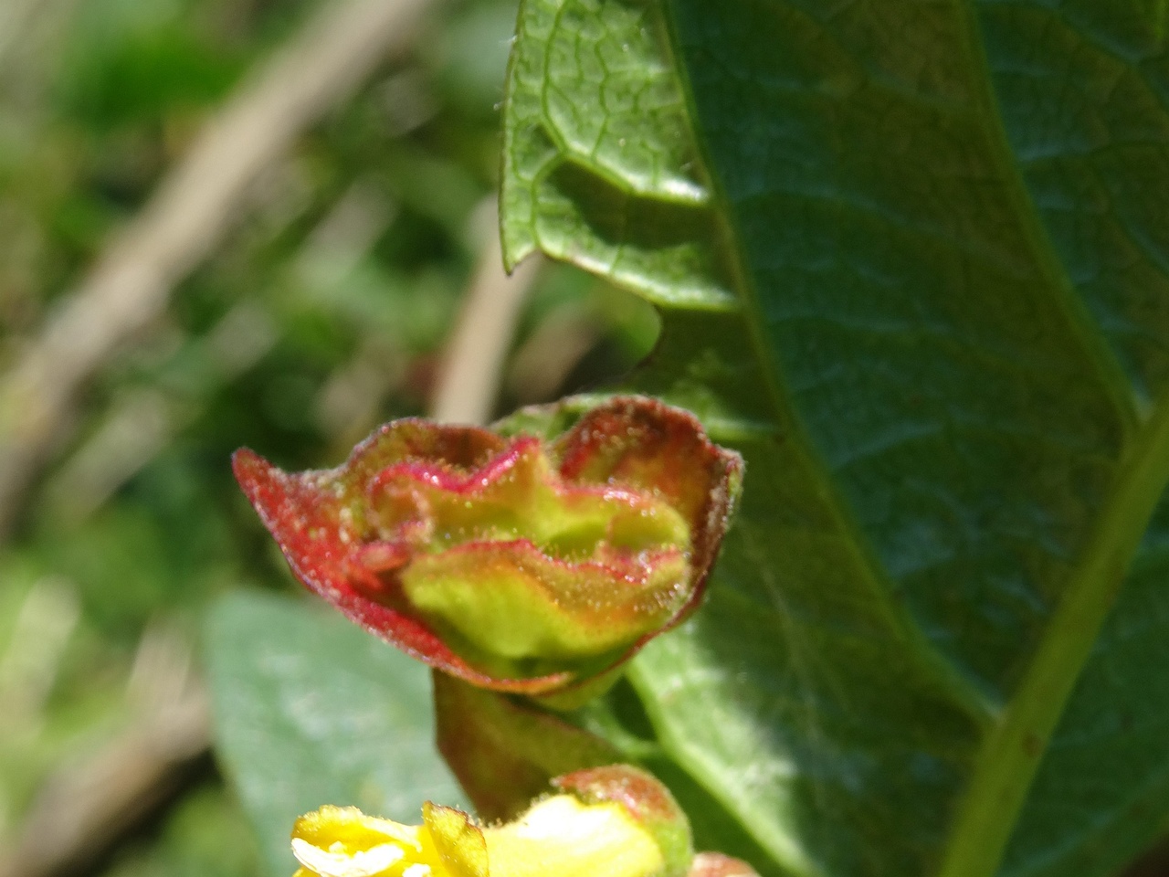 DSC04537