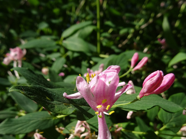 Жимолость татарская - Lonicera tatarica