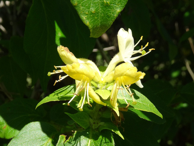 Жимолость японская - Lonicera japonica