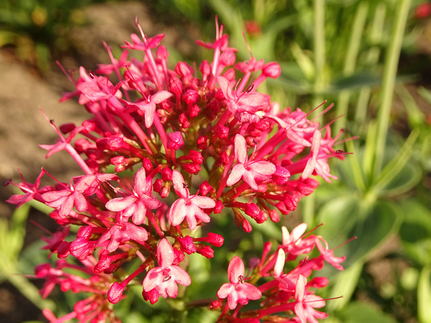 Кентрантус красный 'Алый' - Centranthus ruber 'Coccineus'