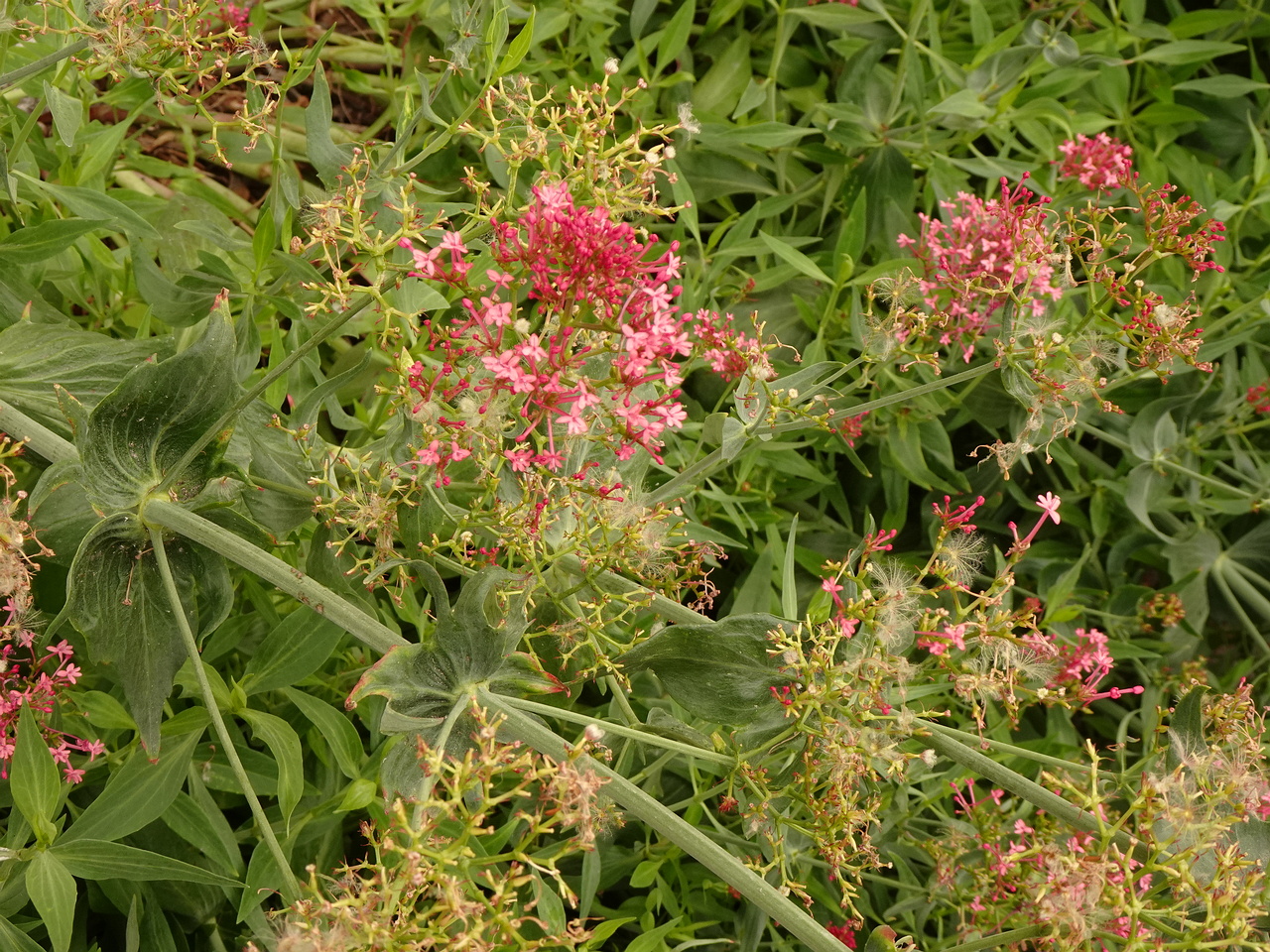 DSC04975