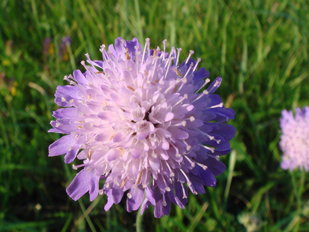 Короставник ворсянколистный - Knautia dipsacifolia