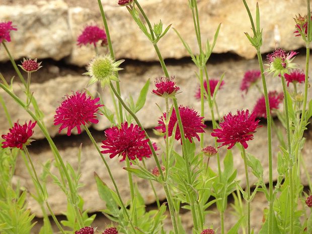 Короставник македонский - Knautia macedonica