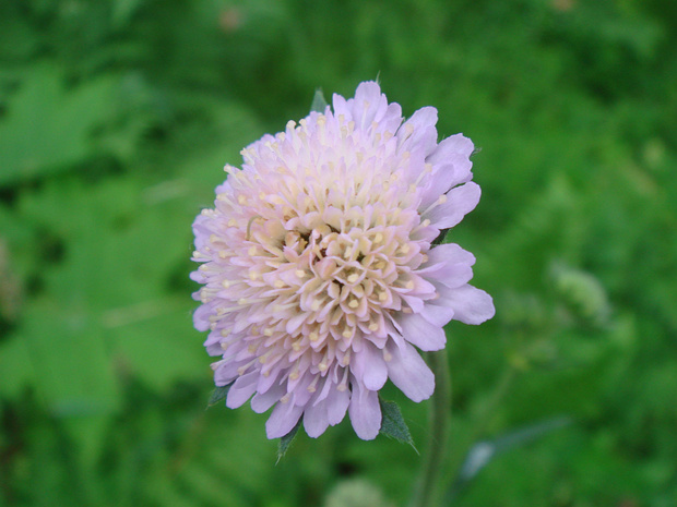 Короставник полевой - Knautia arvensis