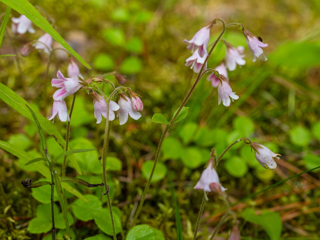 Линнея северная подвид северная - Linnaea borealis subsp. borealis
