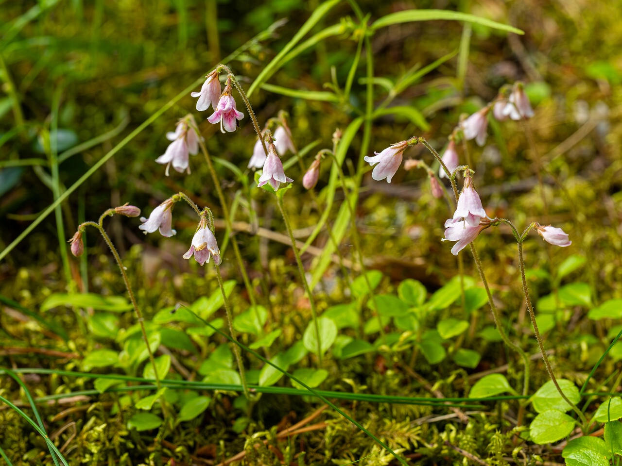 Linnaea borealis subsp. borealis _2026-06-20_1-1
