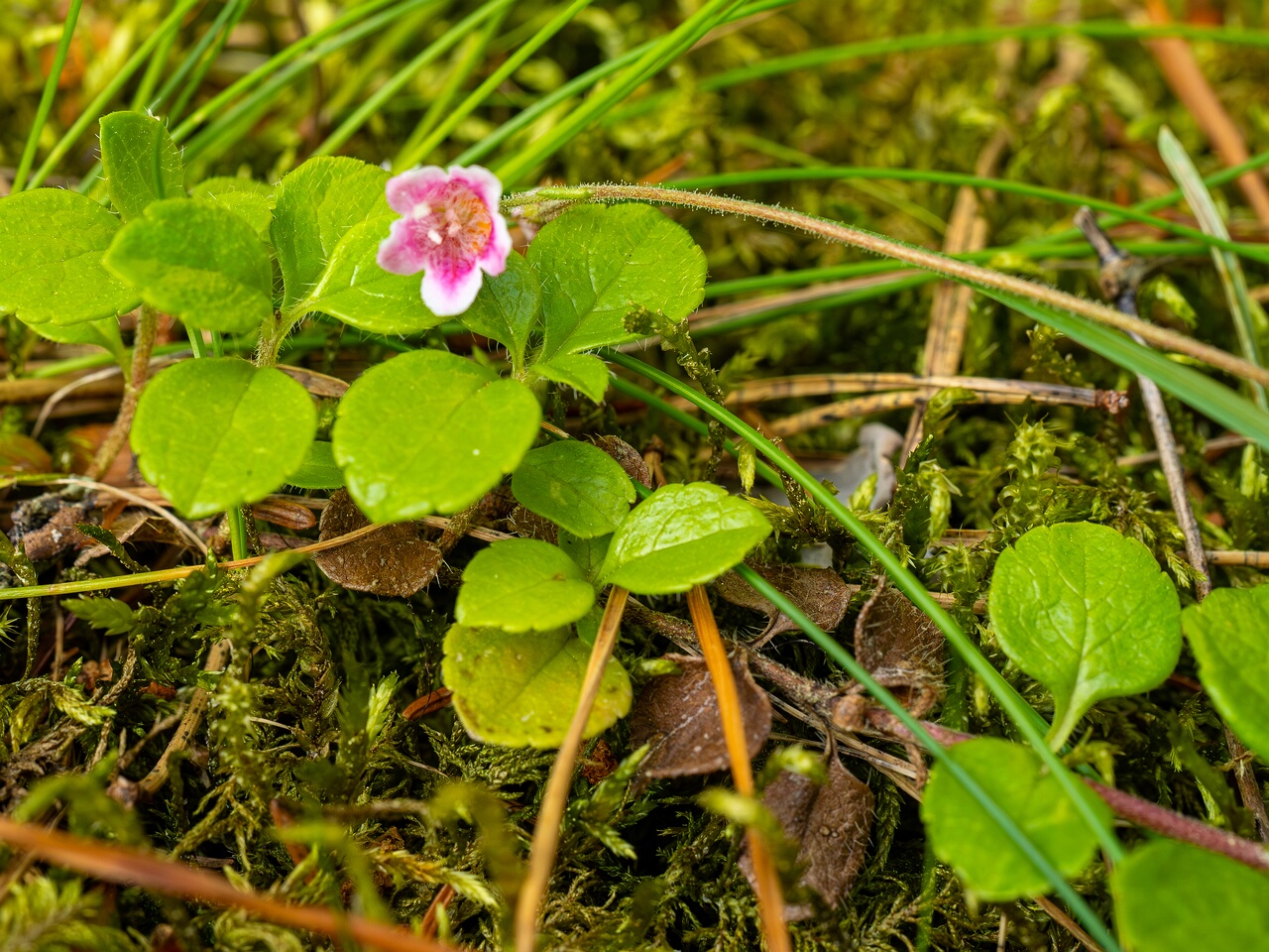 Linnaea borealis subsp. borealis _2026-06-20_1-3