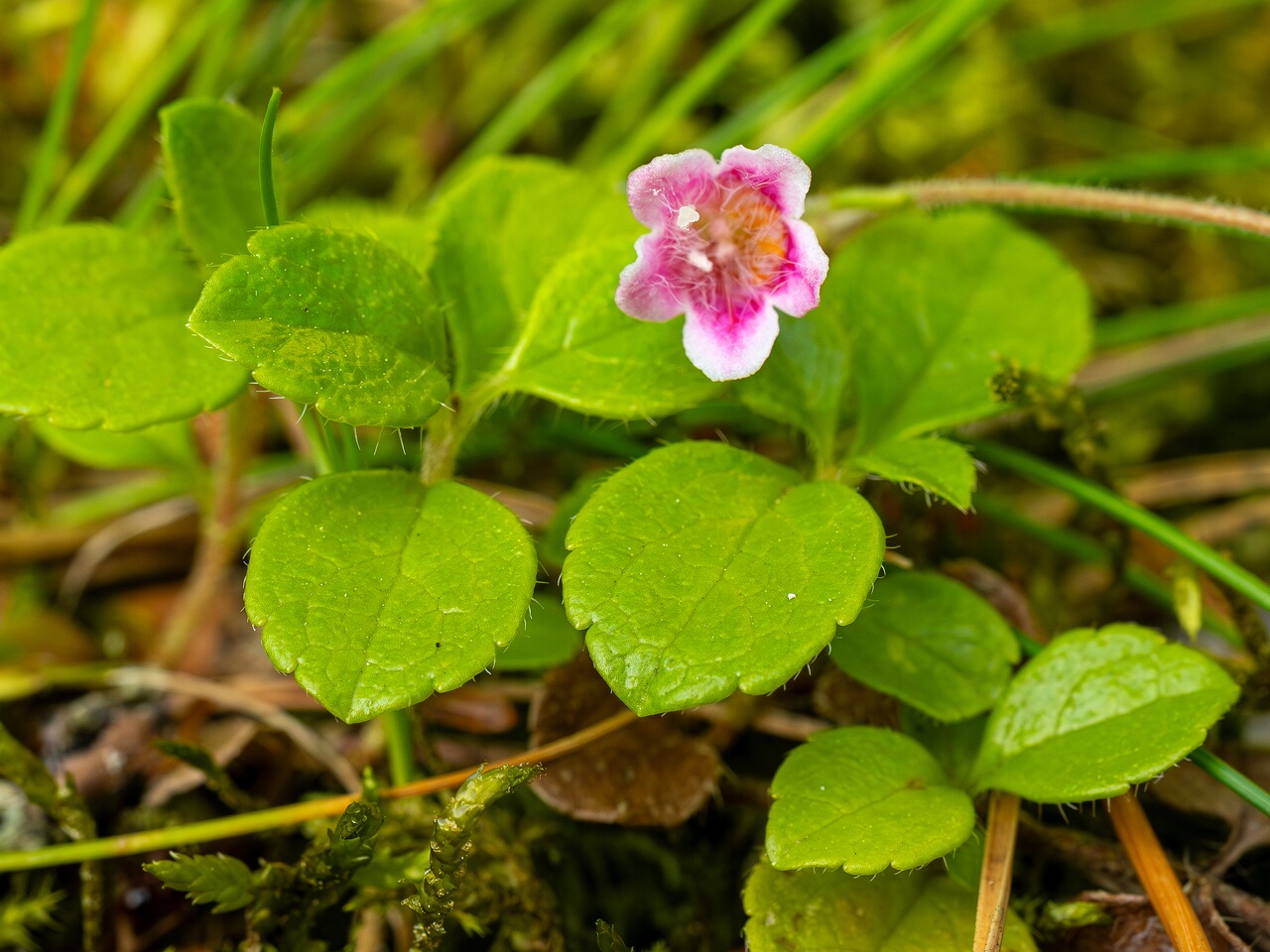 Linnaea borealis subsp. borealis _2026-06-20_1-4