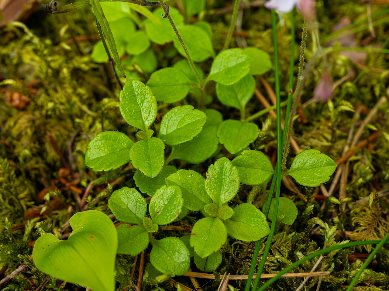 Linnaea borealis subsp. borealis _2026-06-20_1-5