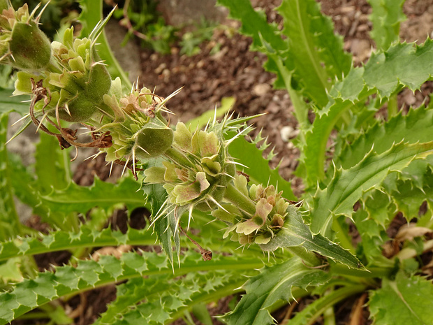 Морина длиннолистная - Morina longifolia