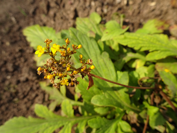 Патриния разнолистная - Patrinia heterophylla