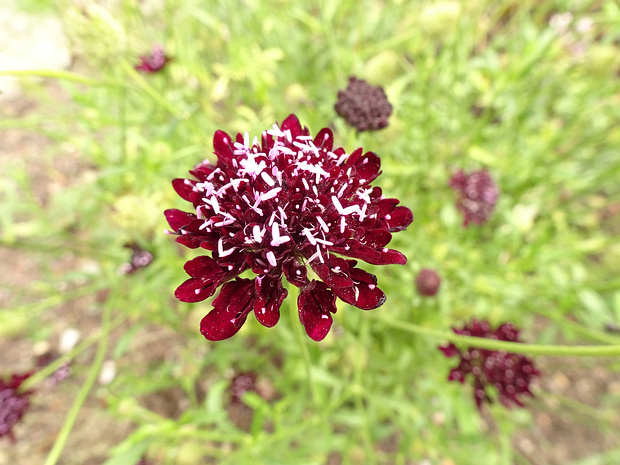 Скабиоза пурпурная - Scabiosa atropurpurea