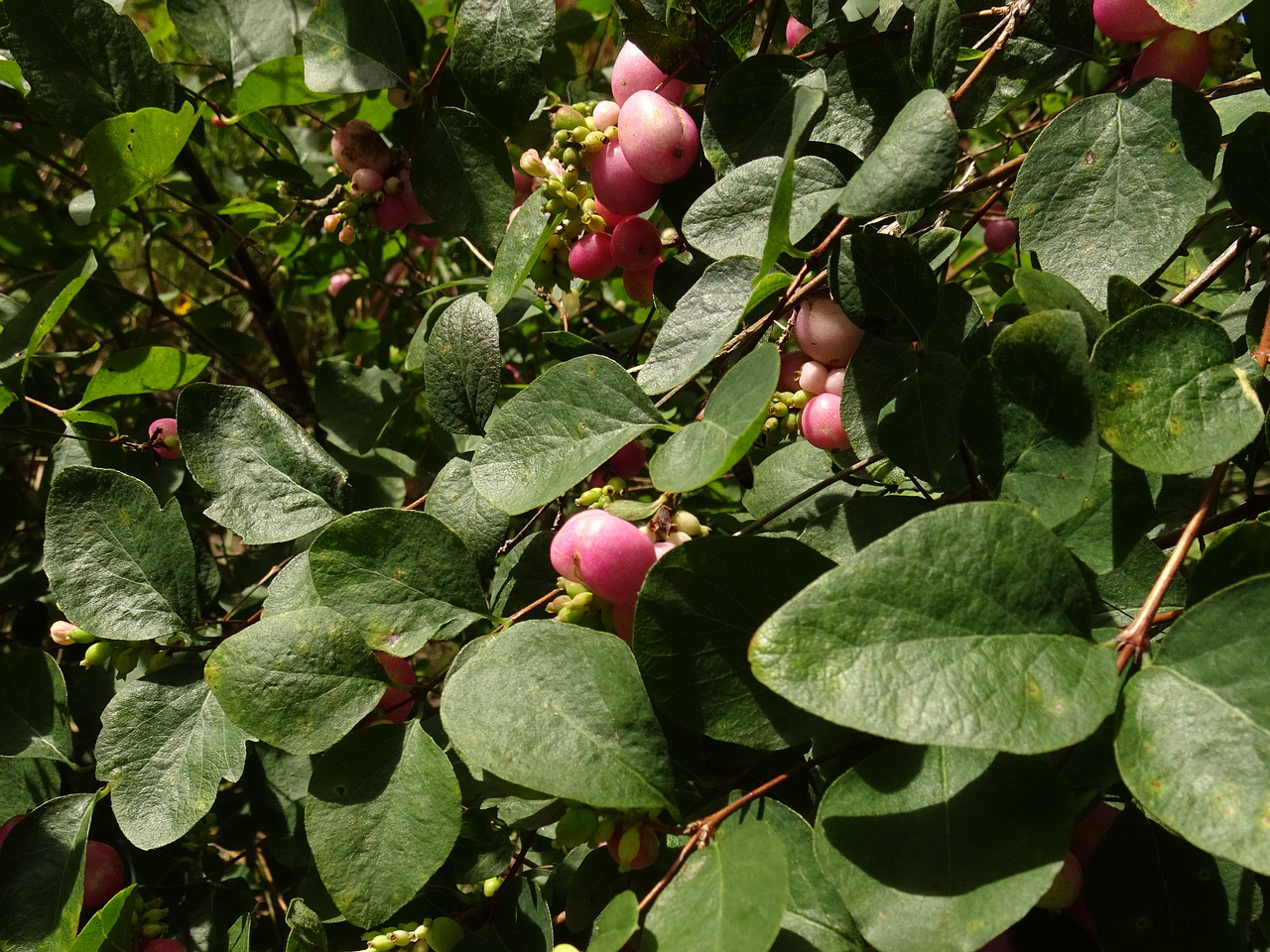DSC01217