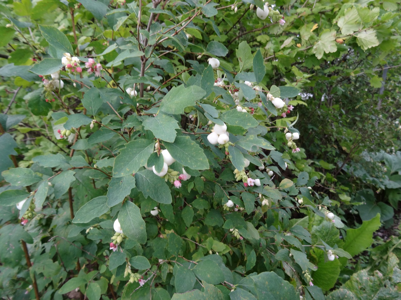 DSC00341