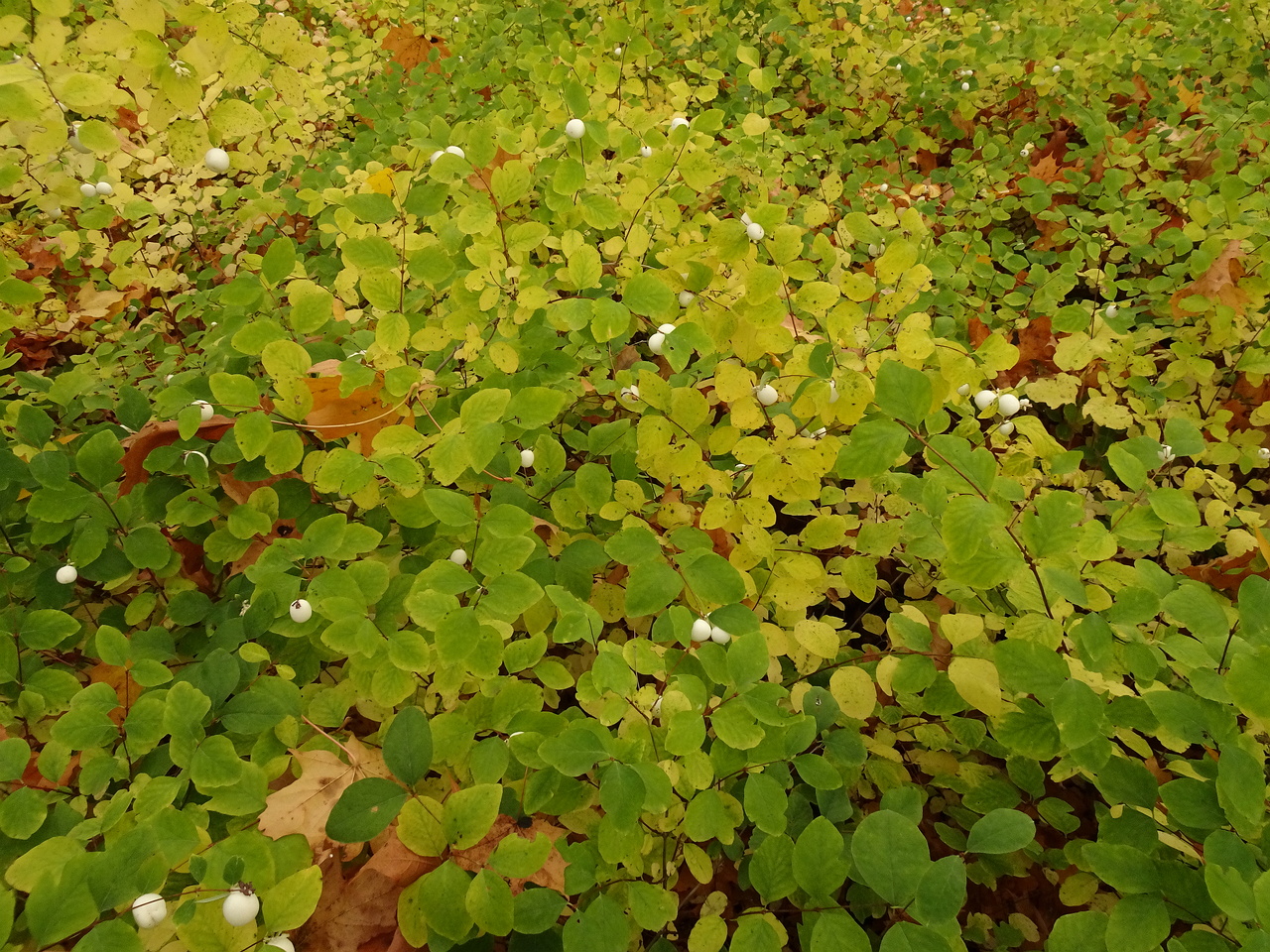 DSC07107