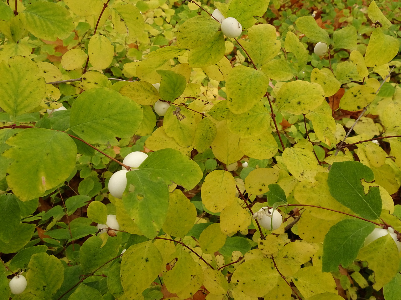 DSC07108