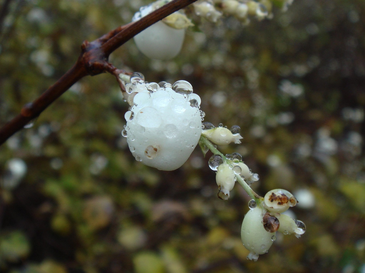 watercrystal_0018