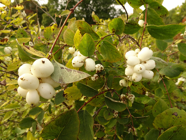 Снежноягодник западный - Symphoricarpos occidentalis