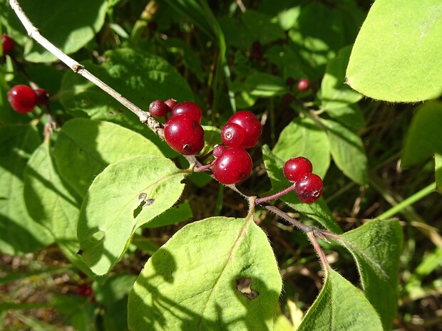 Жимолостные - Caprifoliaceae The Caprifoliaceae or honeysuckle family are a clade of dicotyledonous flowering plants consisting of about 860 species...