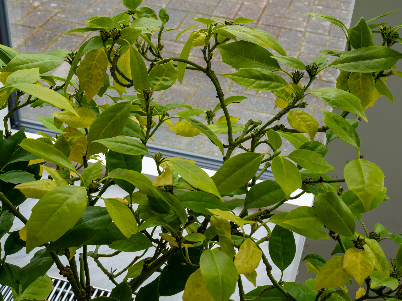 Aucuba japonica _2025-04-12_1-1