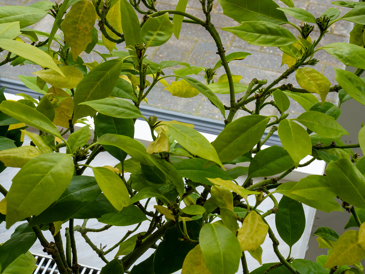 Aucuba japonica _2025-04-12_1-2