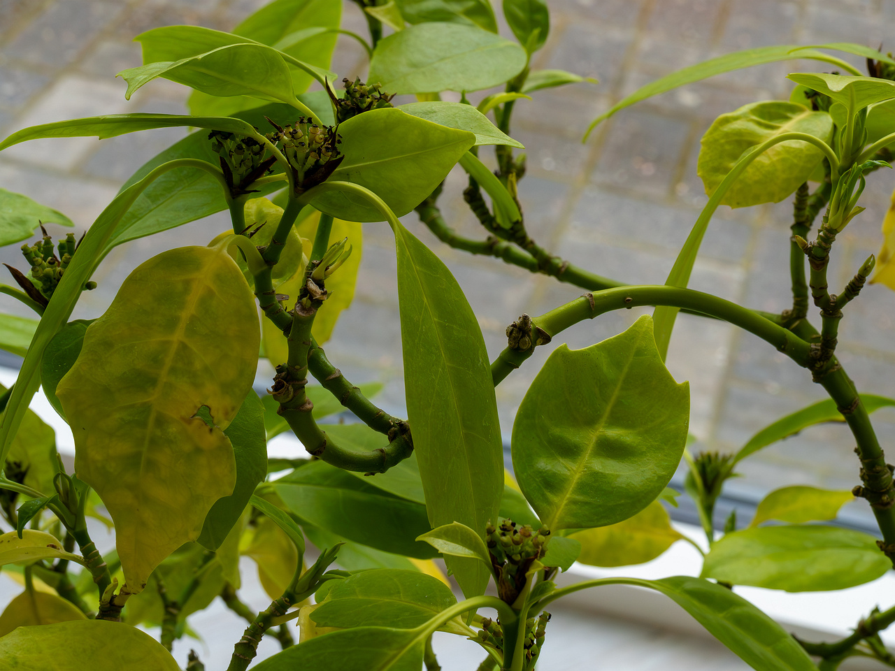 Aucuba japonica _2025-04-12_1-3