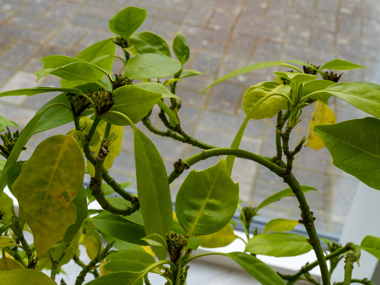 Aucuba japonica _2025-04-12_1-4