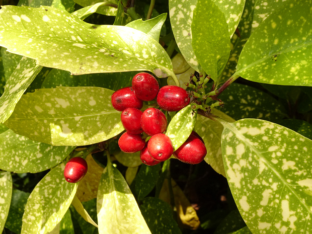 Гарриевые - Garryaceae