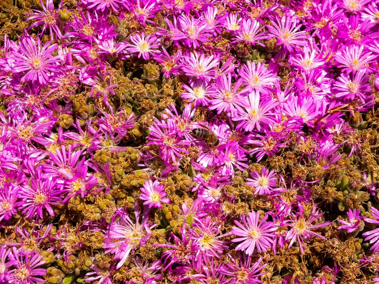 !Drosanthemum floribundum _2025-05-15_1-2