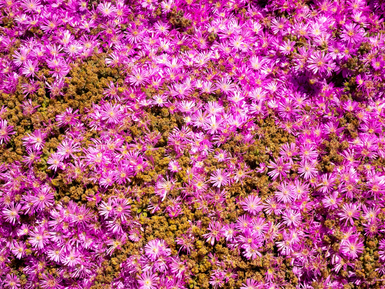Drosanthemum floribundum _2025-05-15_1-1