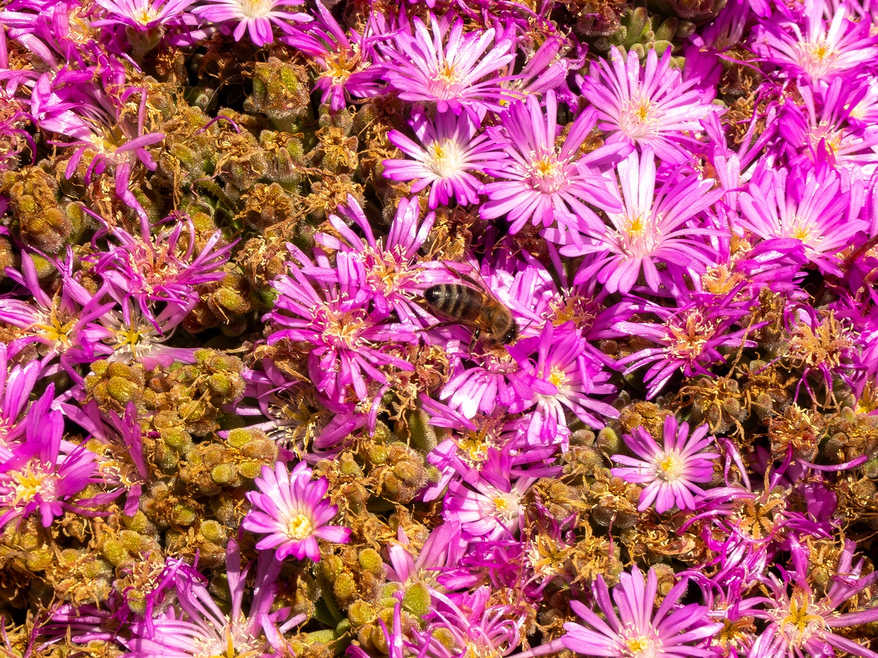 Drosanthemum floribundum _2025-05-15_1-3