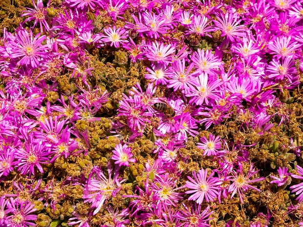 Дрозантемум обильноцветущий - Drosanthemum floribundum