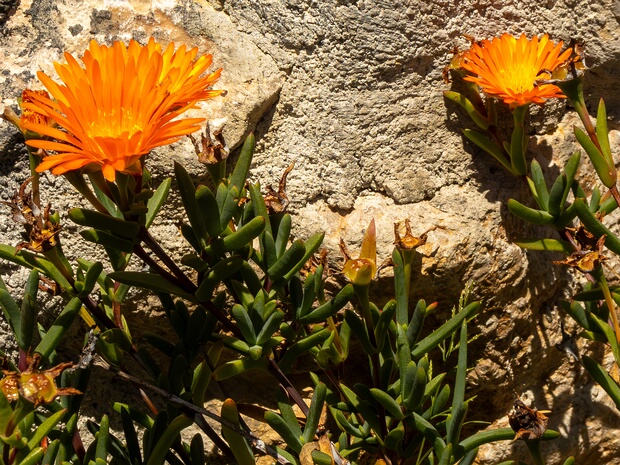 Лампрантус сизовидный - Lampranthus glaucoides