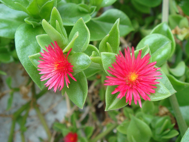 Мезембриантемум сердцелистный - Mesembryanthemum cordifolium
