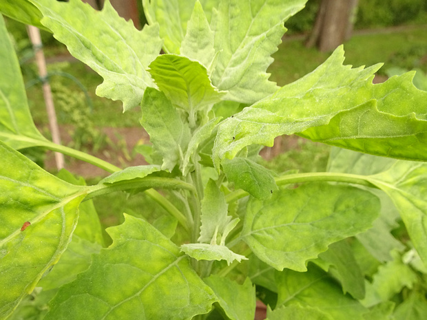 Марь Берландье - Chenopodium berlandieri