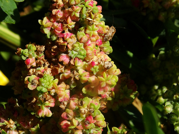 Марь Киноа - Chenopodium quinoa