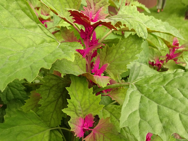 Марь гигантская - Chenopodium giganteum