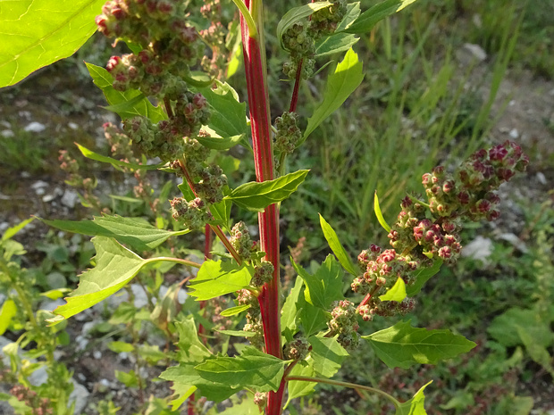 Марь красная - Chenopodium rubrum