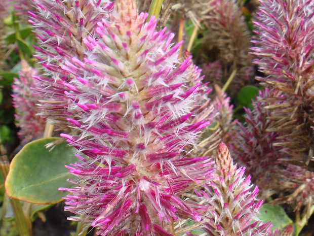 Птилотус возвышенный Джои - Ptilotus exaltatus 'Joey'