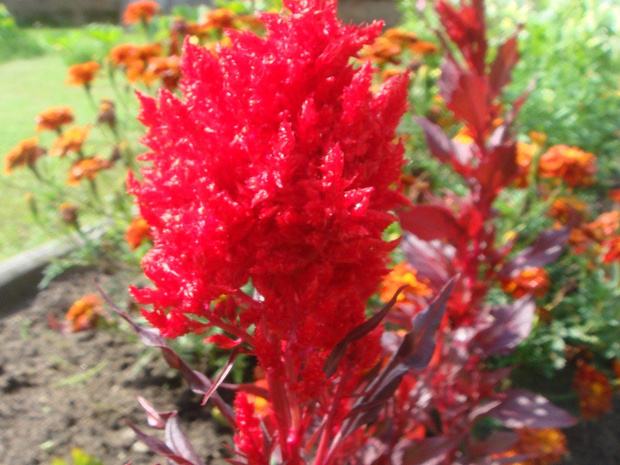 Целозия серебристая 'Красная' - Celosia argentea