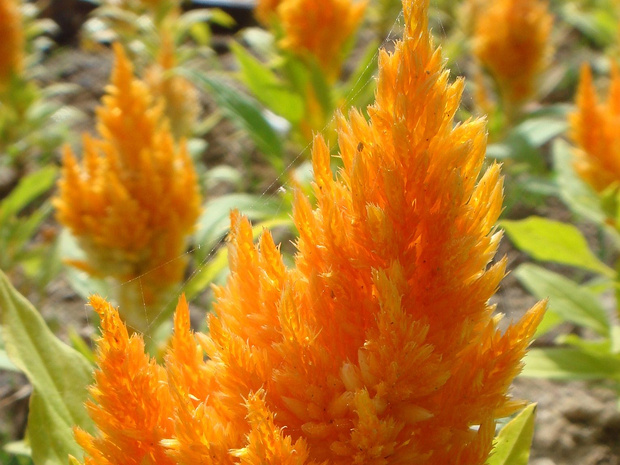 Целозия серебристая 'Оранжевая' - Celosia argentea