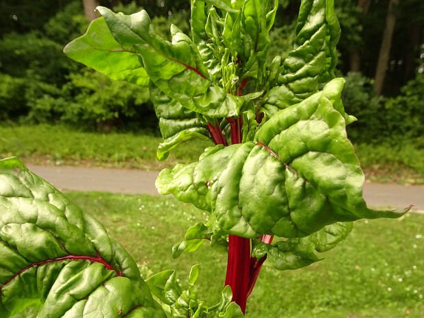 Шпинатный Мангольд 'Шарлотта' - Beta vulgaris subsp. vulgaris var. cicla 'Charlotte'