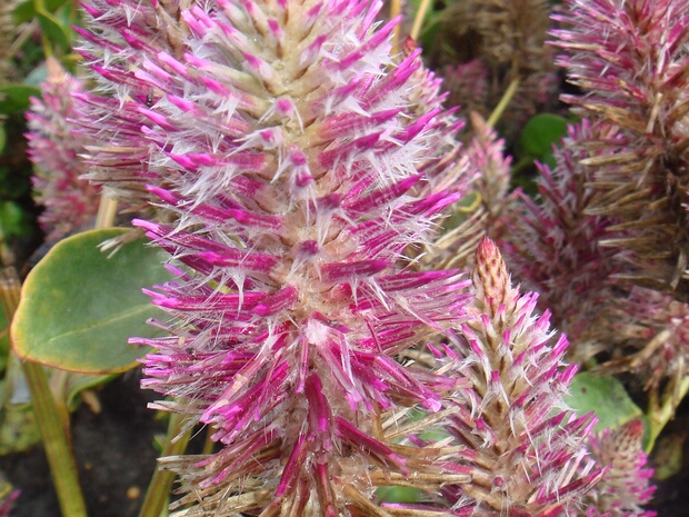 Птилотус возвышенный Джои - Ptilotus exaltatus 'Joey'