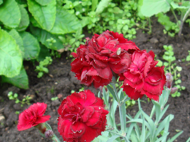 Гвоздика 'Ребекка Ранняя Пташка' - Dianthus 'Early Bird Rebekah'